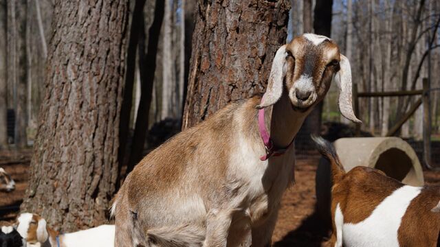 File:Ruby (Goat).jpg