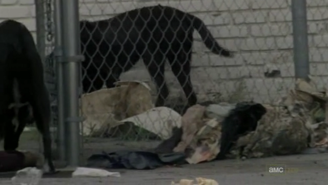 File:3 black dogs.png