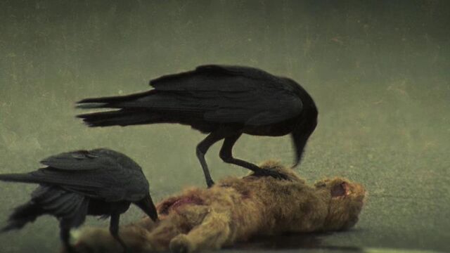 File:Crows.jpg