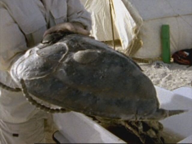 File:SM1x1 Trilobite.jpg