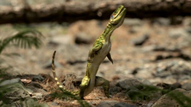 File:Lizard.jpg