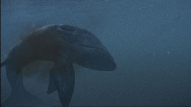 File:SM1x3 LeedsichthysDead.jpg