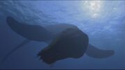 WWD1x4 Plesiopleurodon