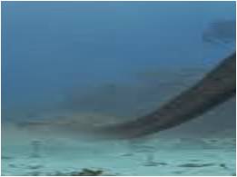 File:Long necked animal.jpg