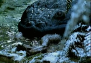 Koolosuchus