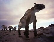 Evi ancylotherium large