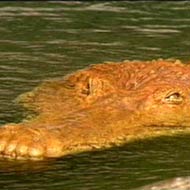 File:Croc.jpg