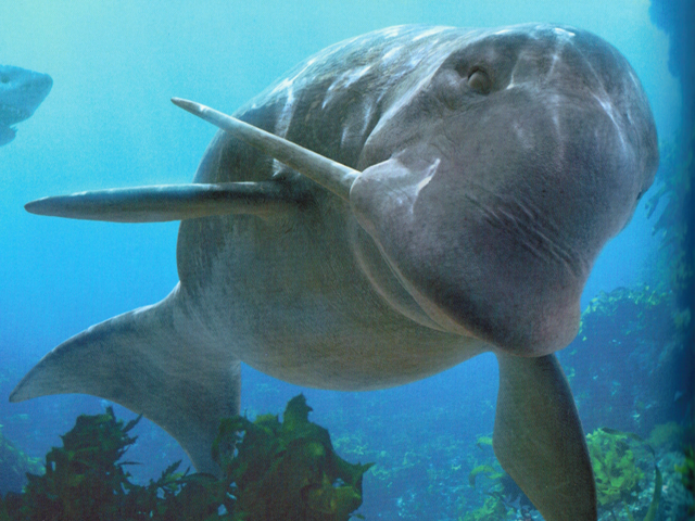 File:OdobenocetopsInfobox.png
