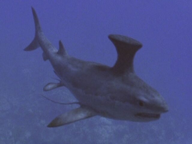 File:WWM1x1 Stethacanthus.jpg