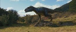 3D Gorgosaurus