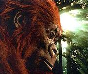 Gigantopithecus blacki img1