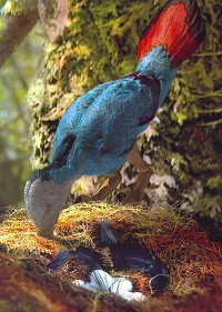 Iberomesornis