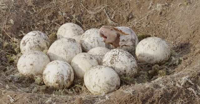 File:PachyrhinosaurusEggs.jpg