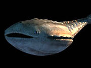 Astraspis-