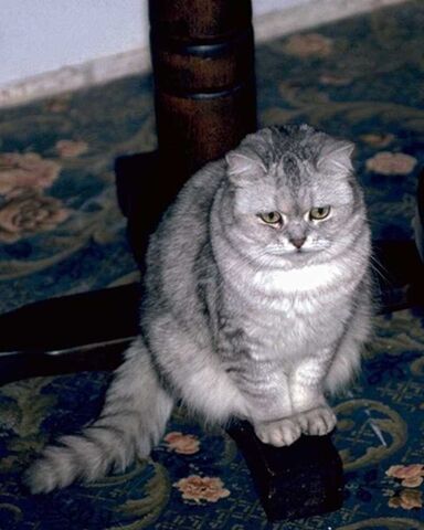 File:CATSITIN.jpg