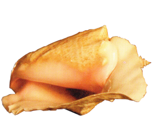 File:Easter Island Conch.png