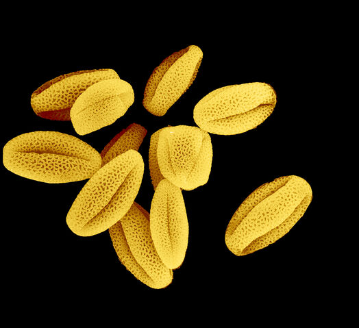 File:Pollen.jpg