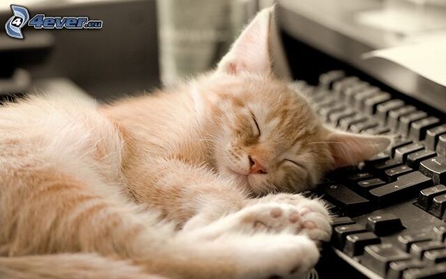 Datei:Schlafende-katze,-tastatur-152855.jpg