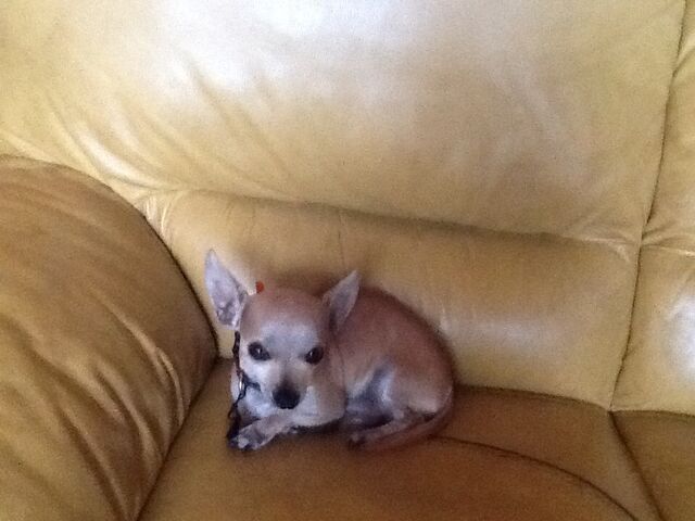 Bestand:Chihuahua.jpg