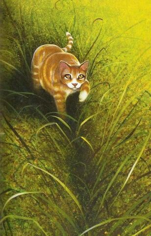 Bestand:Onewhisker.jpg