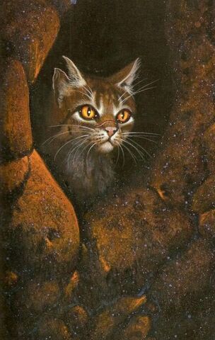 Bestand:Tigerstar.jpg