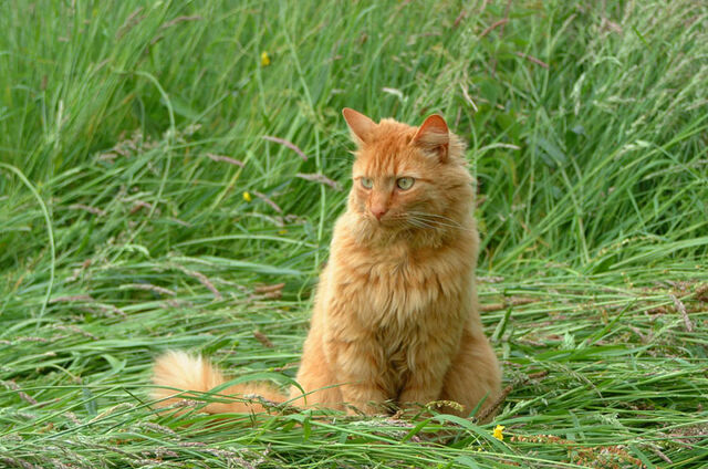 File:Ginger-cat-655.jpg