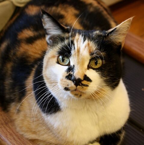 File:Callie.jpg