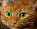 Thumbnail for version as of 16:57, September 22, 2012