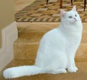 Images (2)