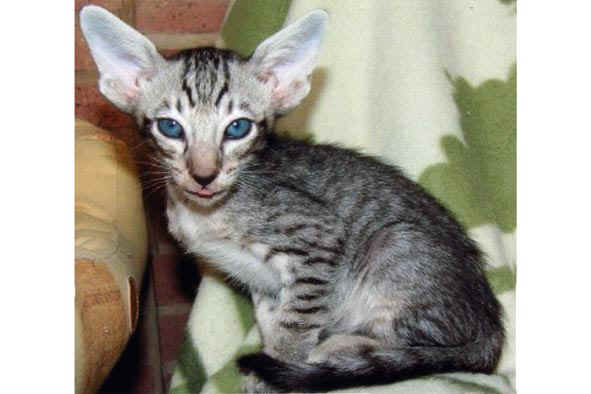 File:Cinny.png