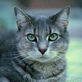 Thumbnail for version as of 18:43, April 11, 2013