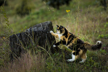 File:Mapletail.life.jpg