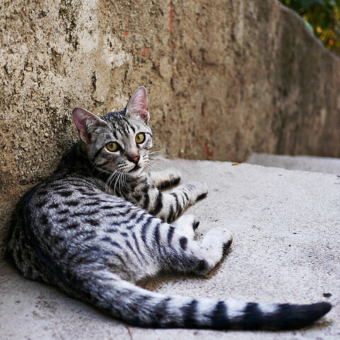 File:Bleaktail.jpg
