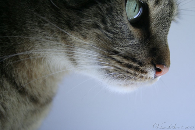 File:Erminepaw (Life).png