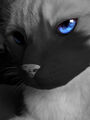 Thumbnail for version as of 06:47, February 8, 2013