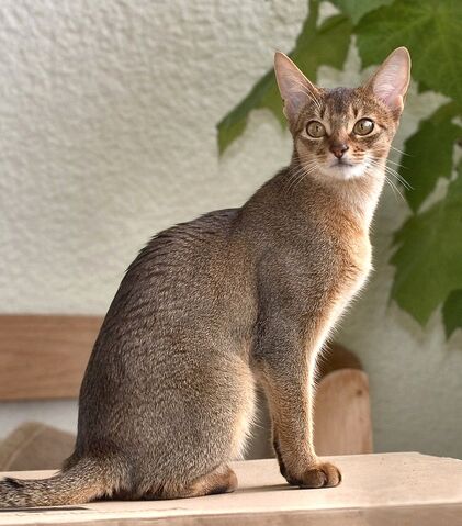 File:Atelda.jpg
