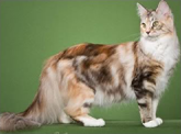 File:165px-Stoatkit.png