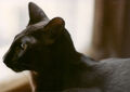 Thumbnail for version as of 19:59, October 15, 2013