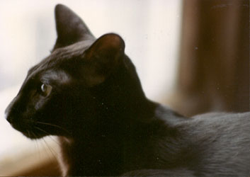 File:Batnose.jpg