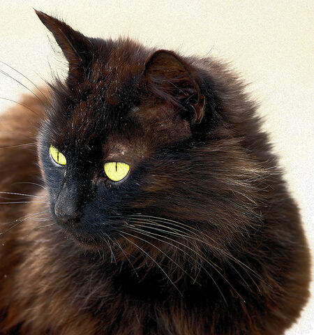 File:Hollypaw.jpg