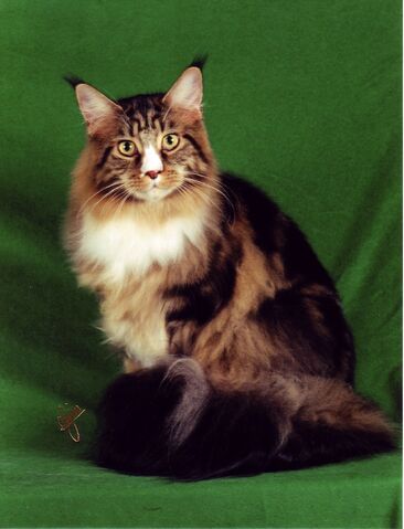 File:Owlwing.jpg