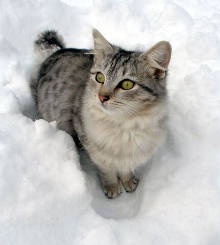 File:Silverkit - Life.jpg