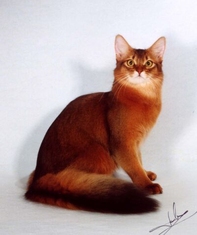 File:Ludwig.life.jpg