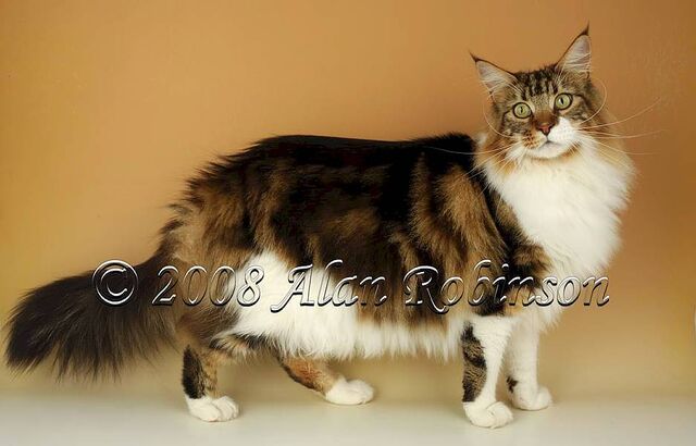 File:Pinepelt.jpg