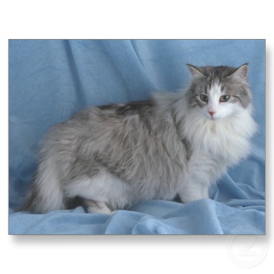 File:Silverfrost.jpg