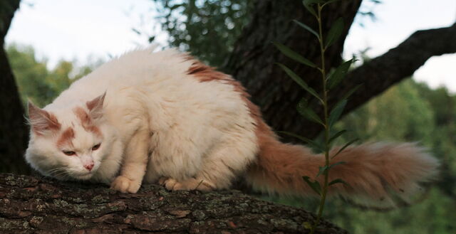 File:Foxnose.jpg