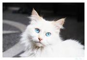 Snowfur