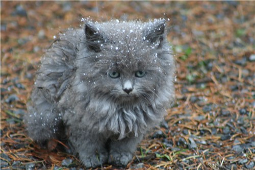 File:Willowkitouo.jpg