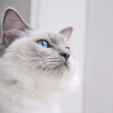 File:Iciclekit.jpg