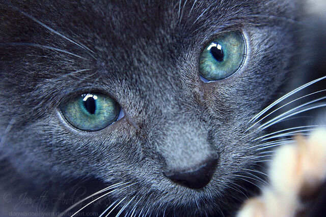 File:Bluefeather.jpg